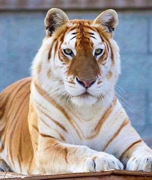 118771212_3208758172574301_2141615826216269259_n